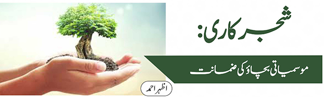 شجر کاری: موسمیاتی بچاؤ کی ضمانت